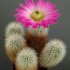 Echinocereus_sciurus_1